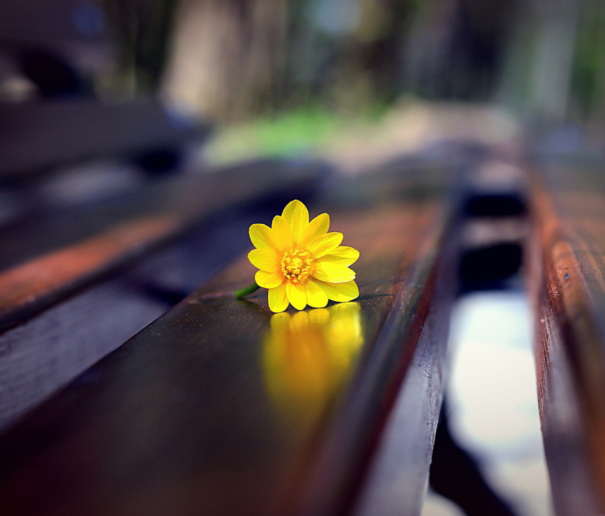 Das Yellow Flower On Bench Wallpaper 1200x1024