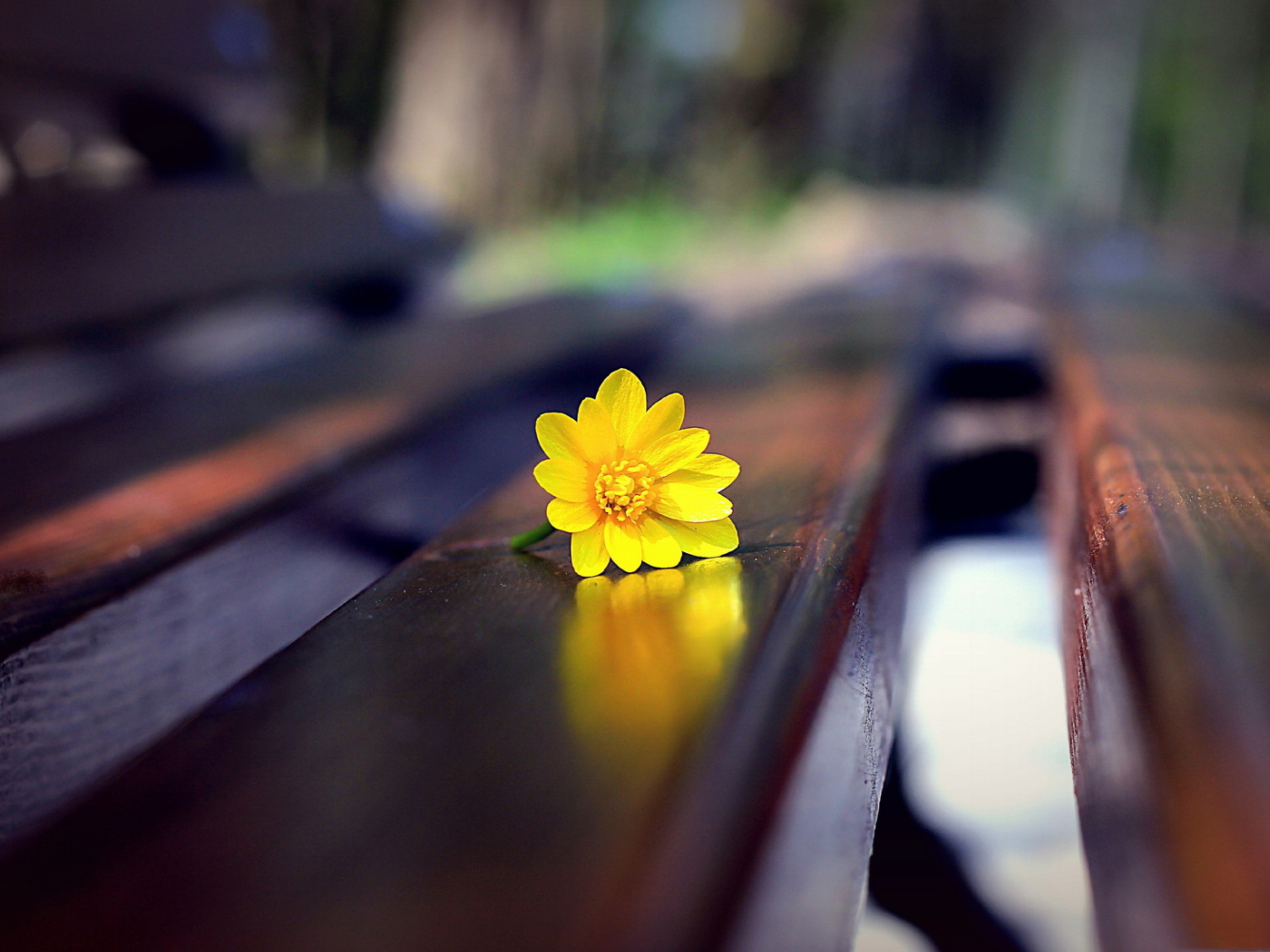 Das Yellow Flower On Bench Wallpaper 1400x1050