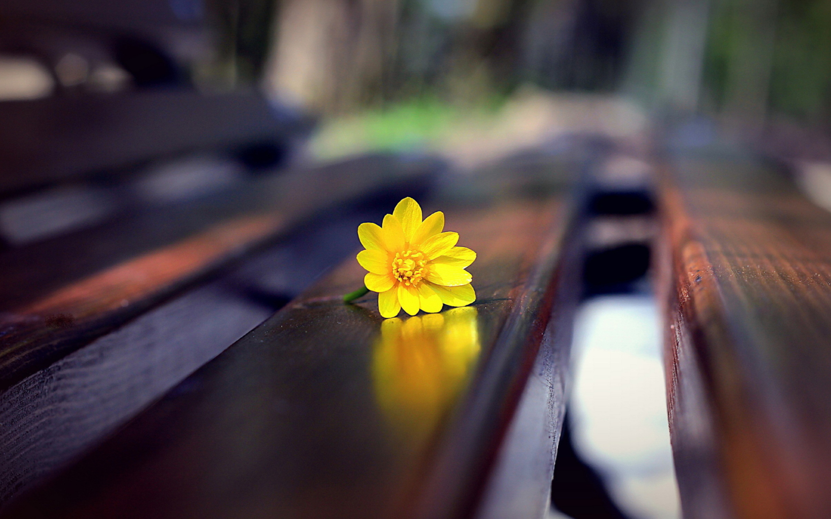 Fondo de pantalla Yellow Flower On Bench 1680x1050