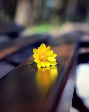 Обои Yellow Flower On Bench 176x220
