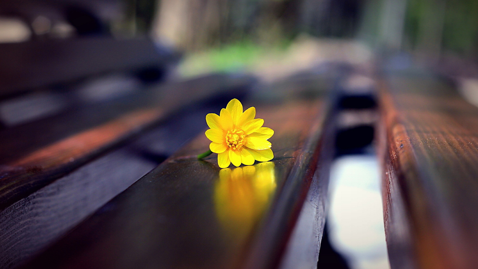 Обои Yellow Flower On Bench 1920x1080