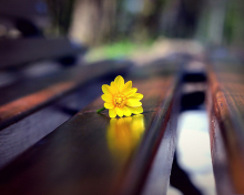 Обои Yellow Flower On Bench 220x176