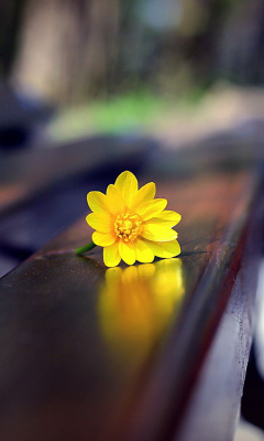 Fondo de pantalla Yellow Flower On Bench 240x400