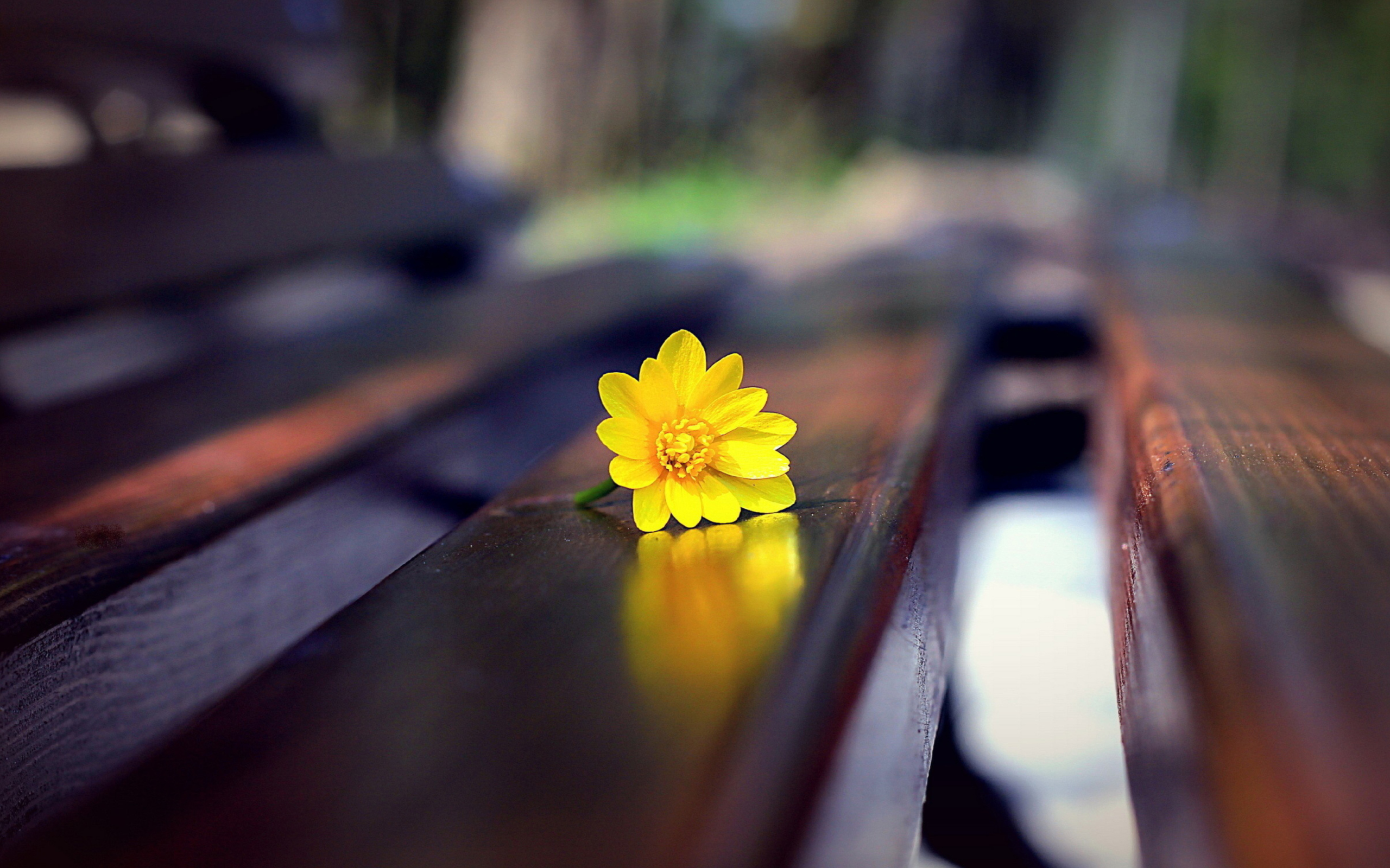 Sfondi Yellow Flower On Bench 2560x1600