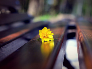 Fondo de pantalla Yellow Flower On Bench 320x240