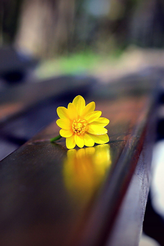 Sfondi Yellow Flower On Bench 320x480