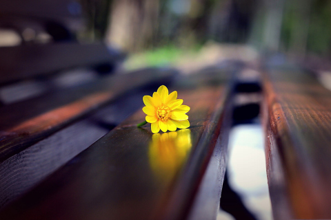 Fondo de pantalla Yellow Flower On Bench 480x320