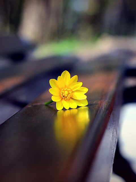 Обои Yellow Flower On Bench 480x640