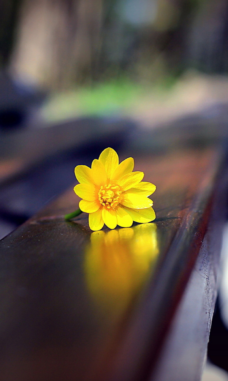 Обои Yellow Flower On Bench 768x1280