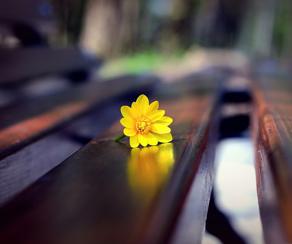 Обои Yellow Flower On Bench 960x800