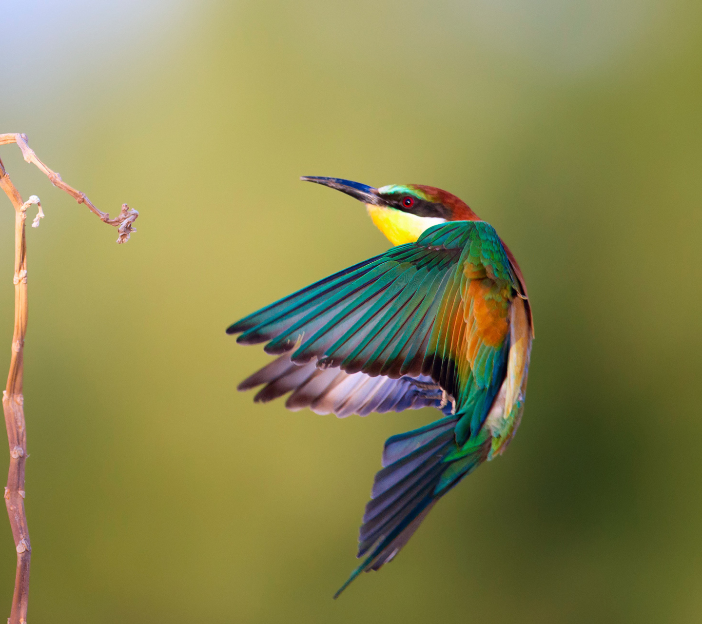 Fondo de pantalla Golden Bee-Eater 1440x1280