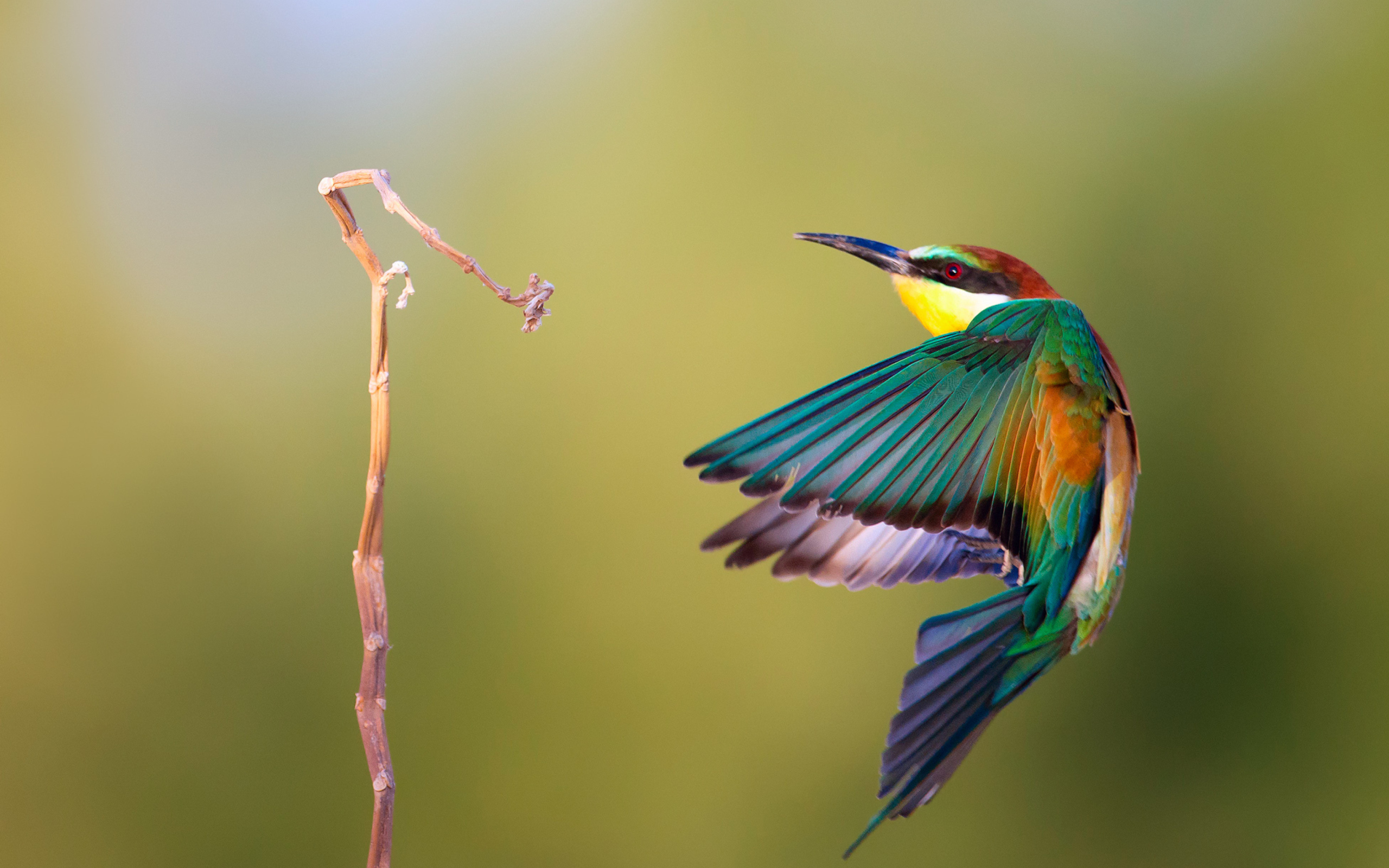 Sfondi Golden Bee-Eater 2560x1600