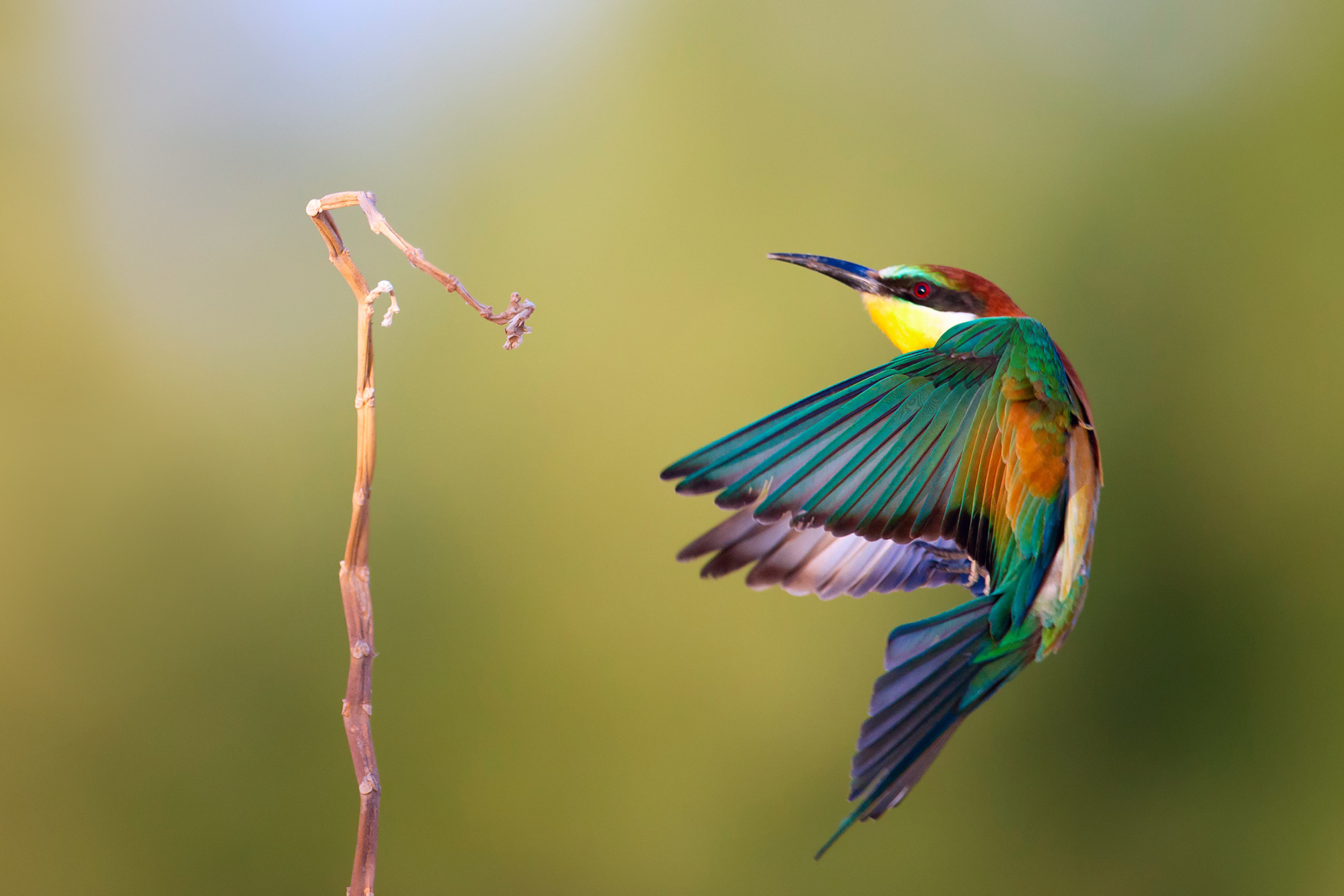 Das Golden Bee-Eater Wallpaper 2880x1920