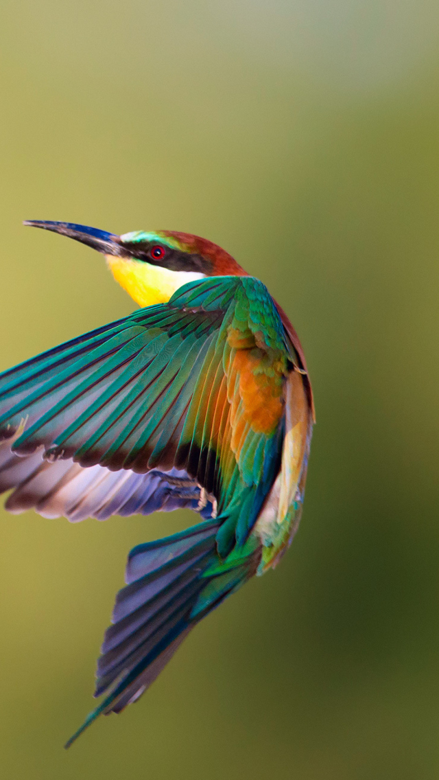 Sfondi Golden Bee-Eater 640x1136