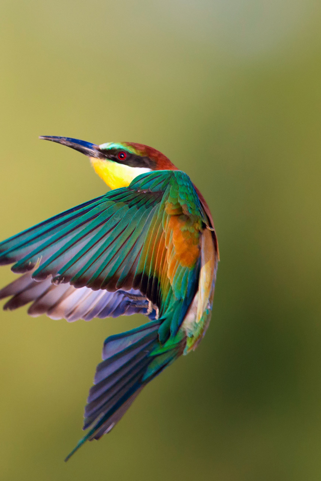 Golden Bee-Eater screenshot #1 640x960