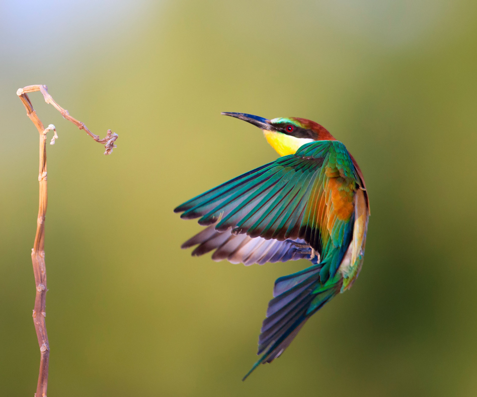 Обои Golden Bee-Eater 960x800