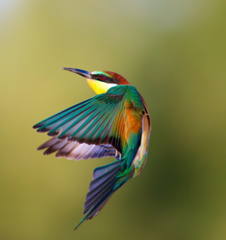 Golden Bee-Eater - Obrázkek zdarma pro 128x128