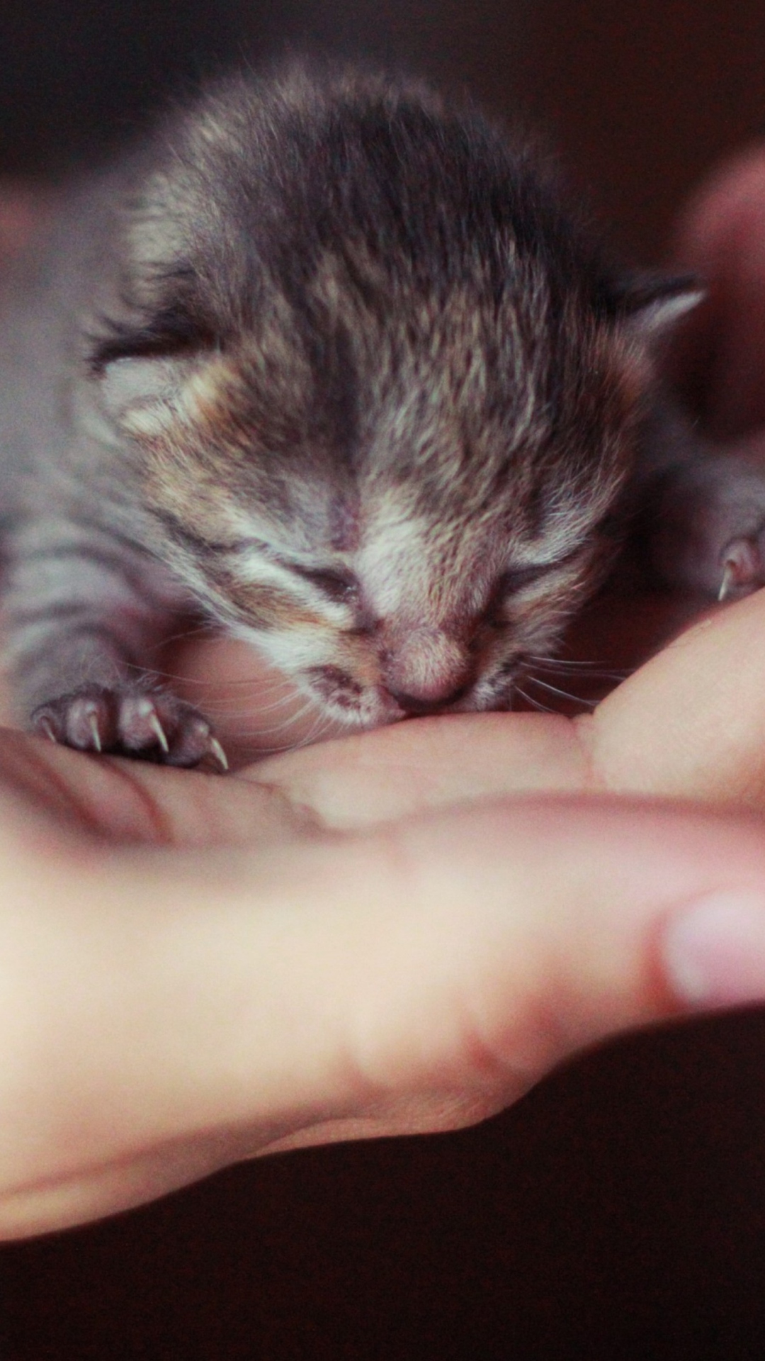Das Cute Little Newborn Kitten Wallpaper 1080x1920