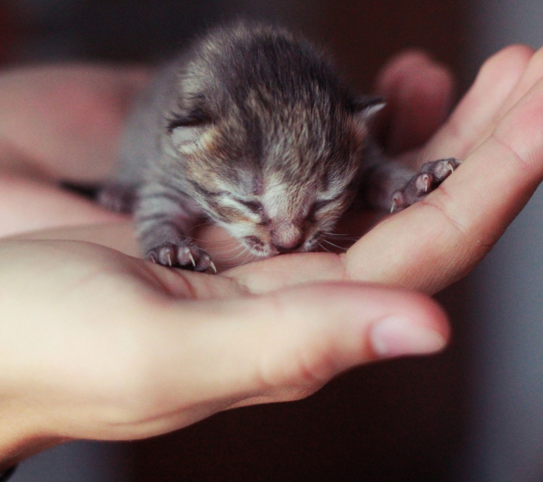 Fondo de pantalla Cute Little Newborn Kitten 1080x960