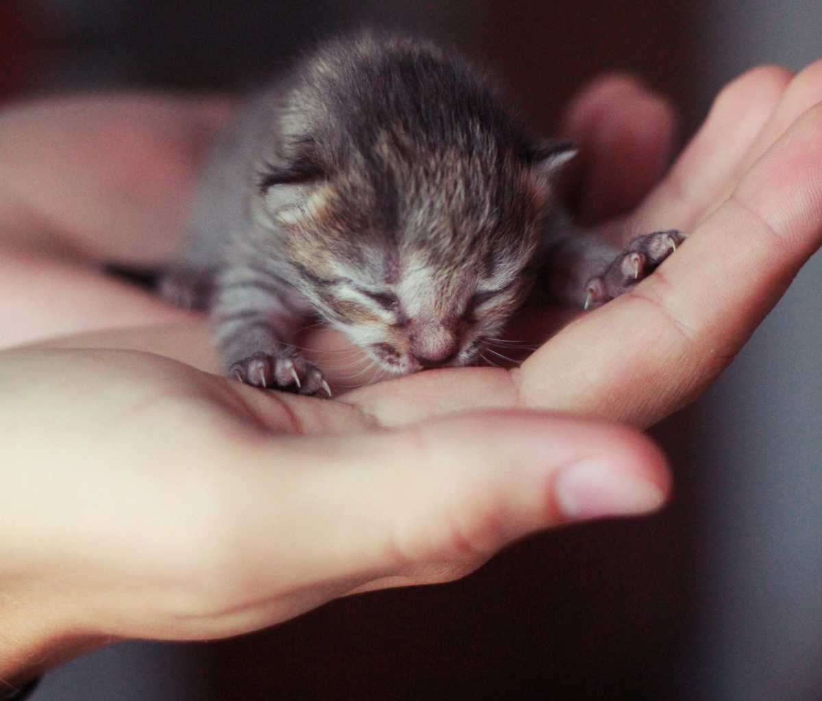 Обои Cute Little Newborn Kitten 1200x1024