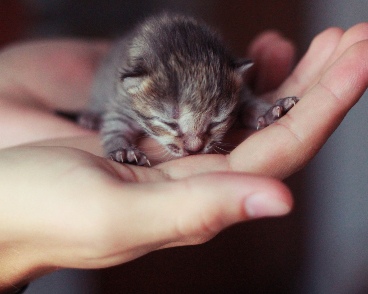 Fondo de pantalla Cute Little Newborn Kitten 1280x1024