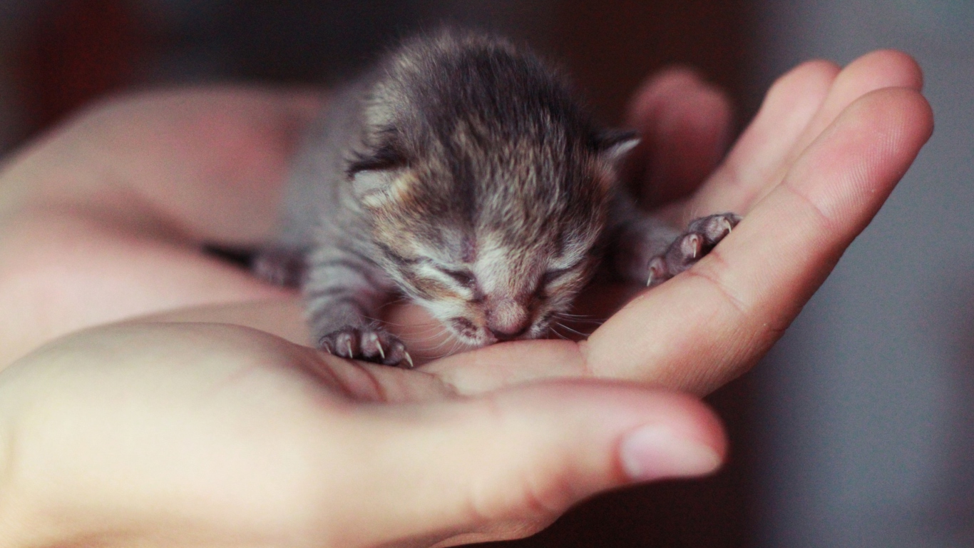 Das Cute Little Newborn Kitten Wallpaper 1366x768