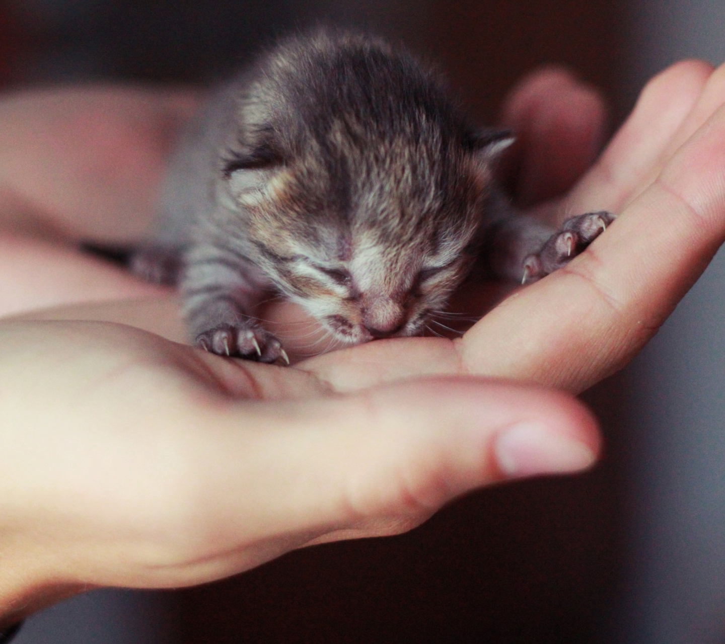 Sfondi Cute Little Newborn Kitten 1440x1280