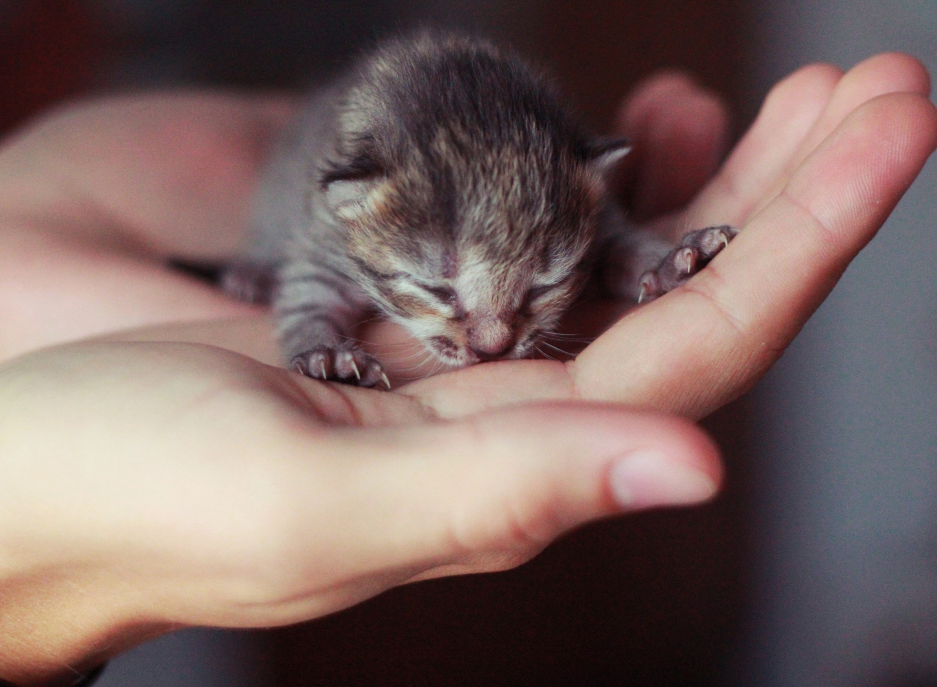 Das Cute Little Newborn Kitten Wallpaper 1920x1408