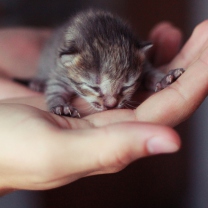 Cute Little Newborn Kitten wallpaper 208x208