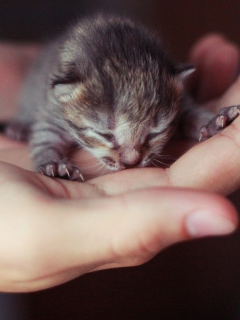 Das Cute Little Newborn Kitten Wallpaper 240x320