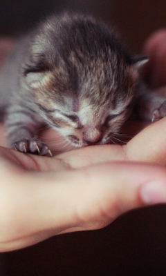 Обои Cute Little Newborn Kitten 240x400