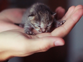 Обои Cute Little Newborn Kitten 320x240