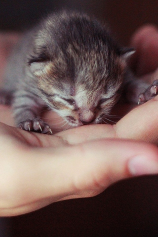 Обои Cute Little Newborn Kitten 320x480