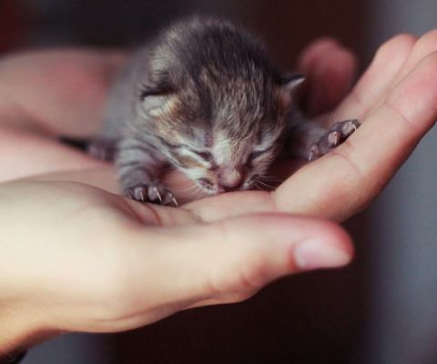 Cute Little Newborn Kitten wallpaper 480x400