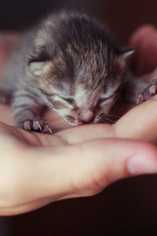 Das Cute Little Newborn Kitten Wallpaper 640x960