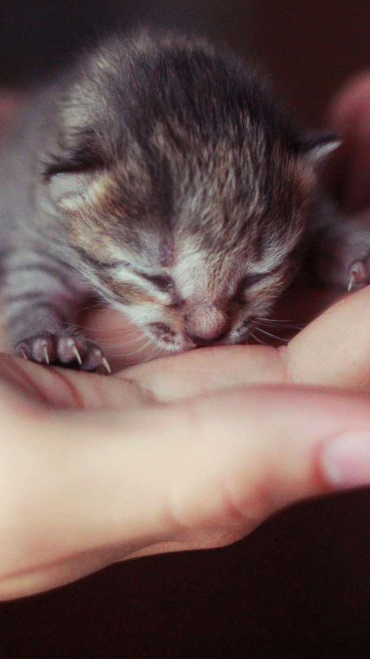 Обои Cute Little Newborn Kitten 750x1334