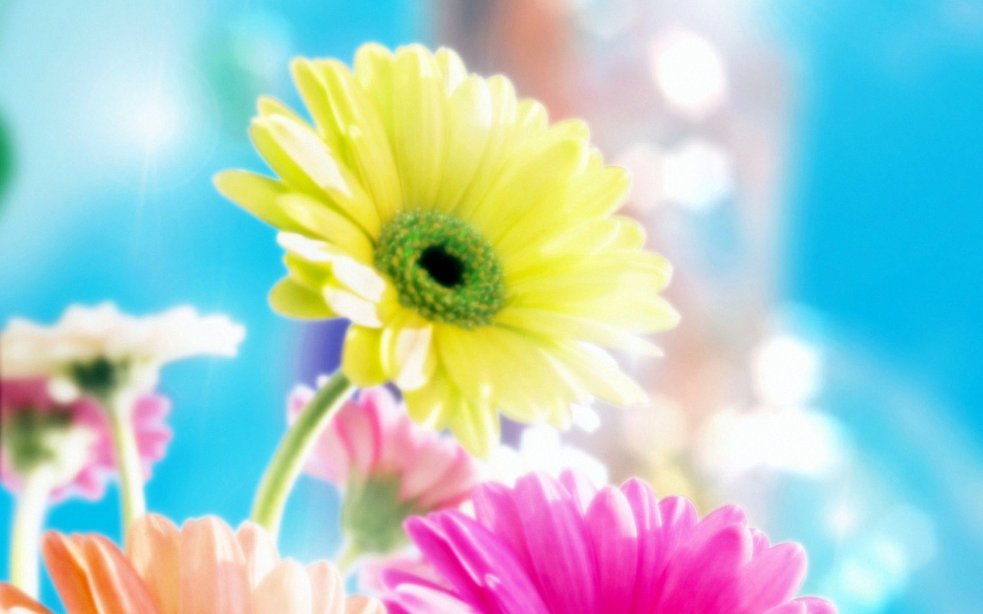 Glamorous Flowers screenshot #1 1920x1200