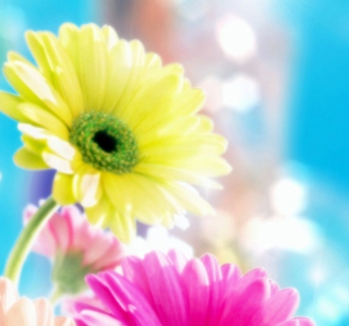 Kostenloses Glamorous Flowers Wallpaper für iPad mini