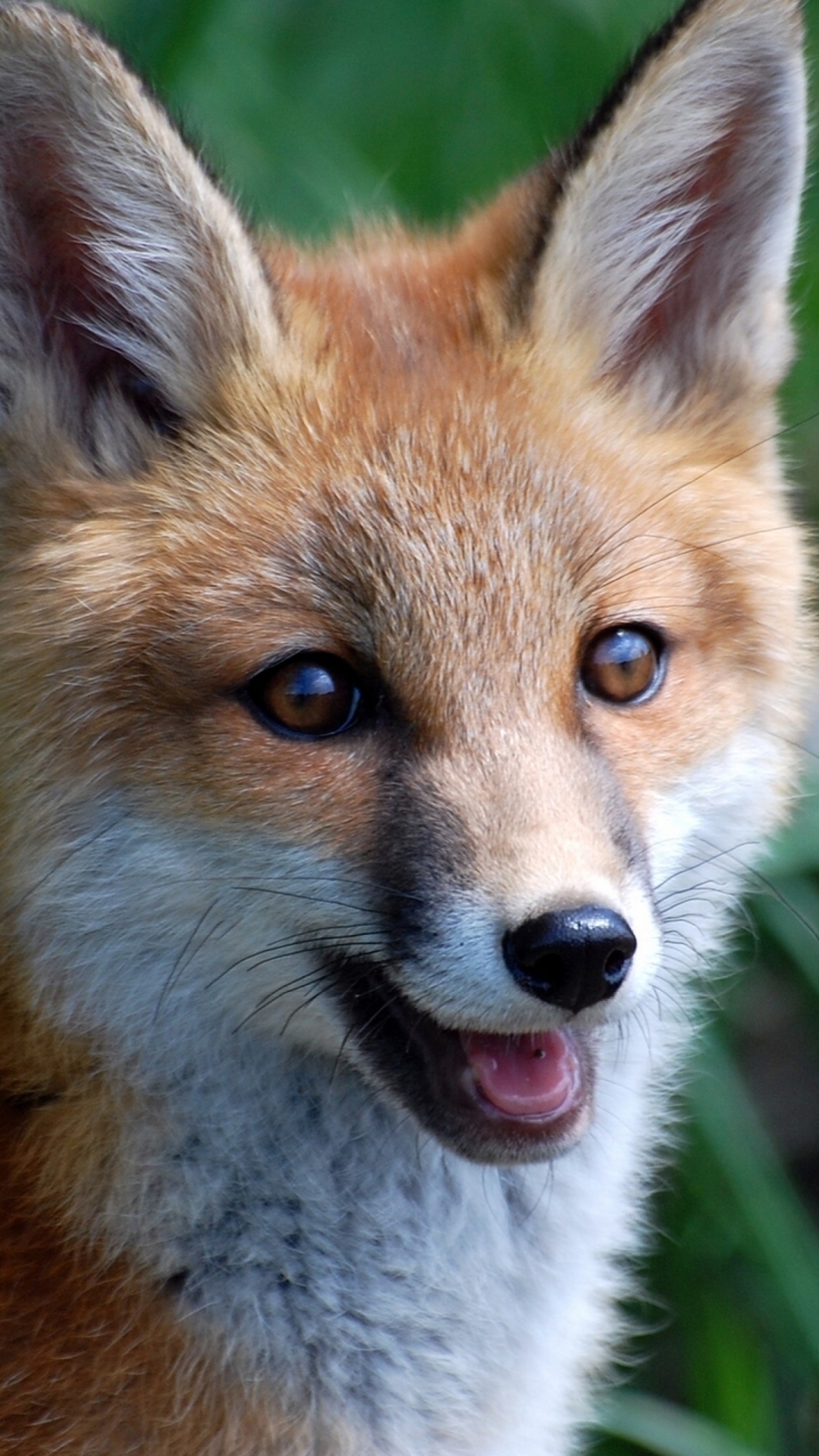 Das Smiling Muzzle Of Fox Wallpaper 1080x1920