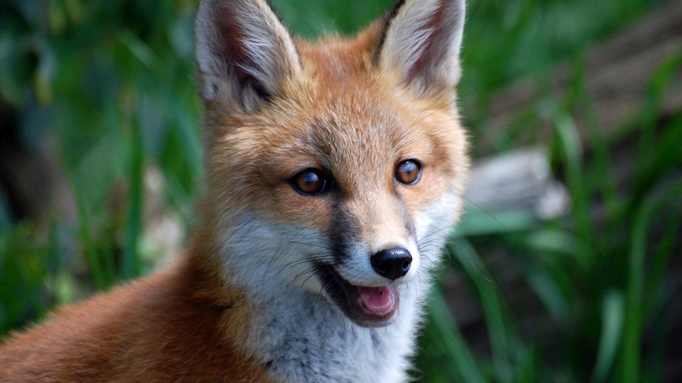 Das Smiling Muzzle Of Fox Wallpaper 1366x768