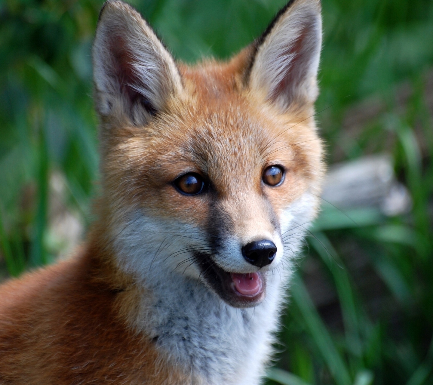 Smiling Muzzle Of Fox screenshot #1 1440x1280