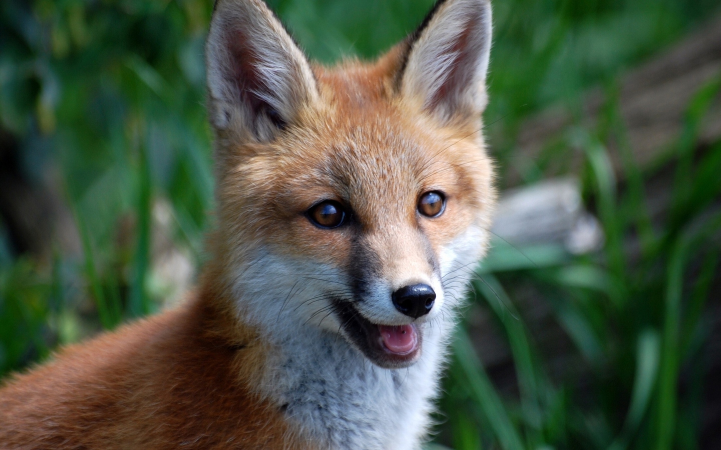 Das Smiling Muzzle Of Fox Wallpaper 1440x900