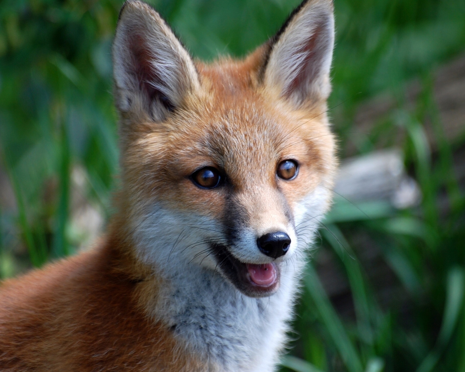 Smiling Muzzle Of Fox screenshot #1 1600x1280