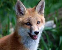 Das Smiling Muzzle Of Fox Wallpaper 220x176