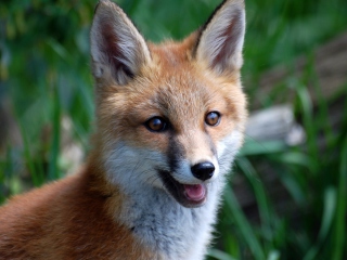 Smiling Muzzle Of Fox screenshot #1 320x240