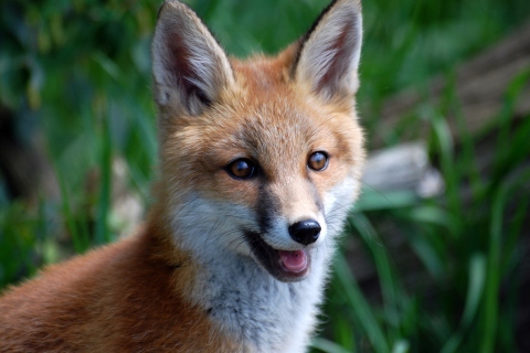 Smiling Muzzle Of Fox screenshot #1 480x320