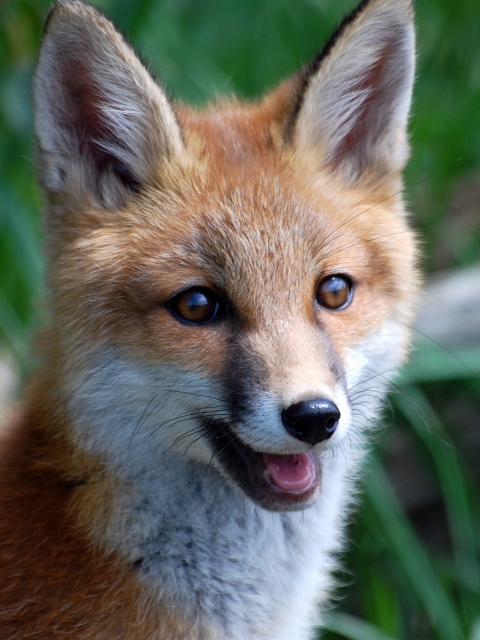 Das Smiling Muzzle Of Fox Wallpaper 480x640