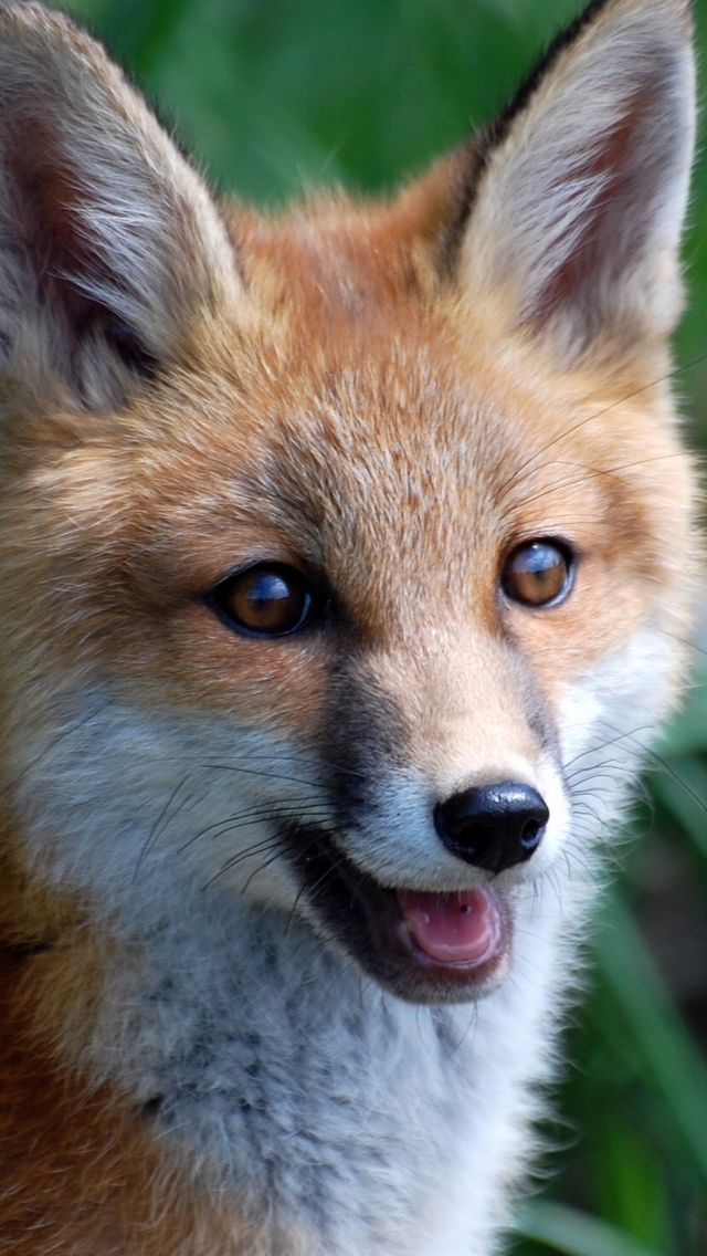 Smiling Muzzle Of Fox screenshot #1 640x1136