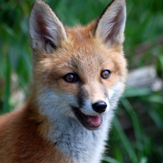 Smiling Muzzle Of Fox - Obrázkek zdarma pro iPad Air