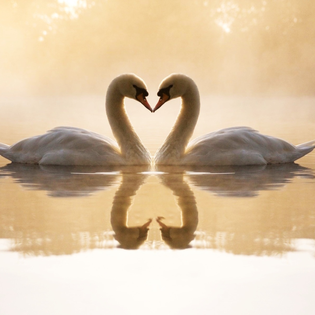 Das Loving Swans Wallpaper 1024x1024